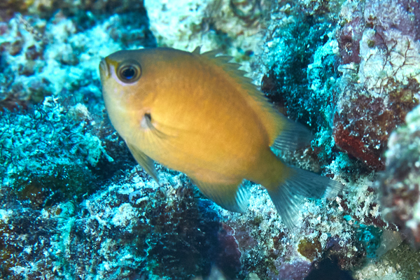 Damselfish - Buff Puller