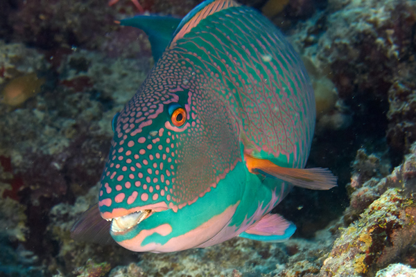 Parrotfish - Bicolour Parrotfish