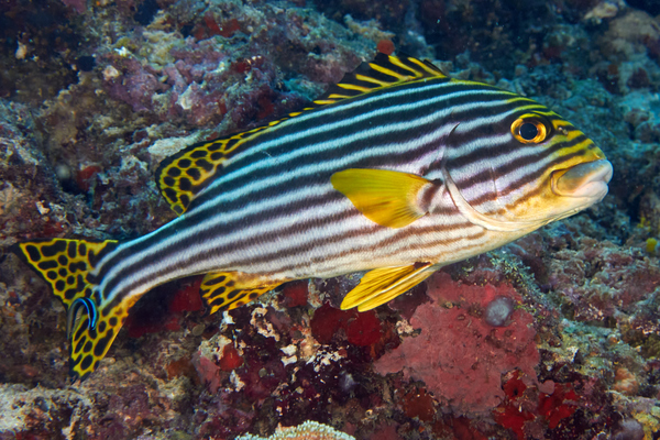 Grunts - Oriental Sweetlips Grunts - Oriental Sweetlips