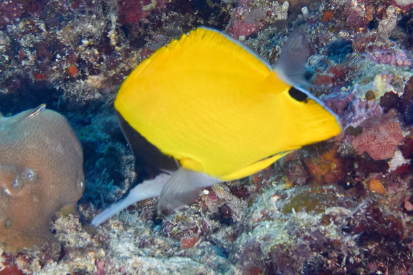 Butterflyfish - Longnose Butterflyfish