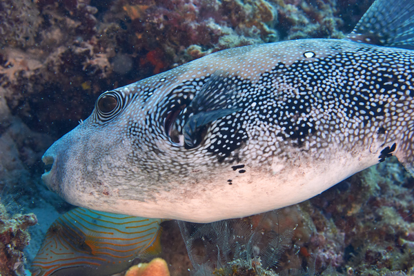 Pufferfish - Whitespotted Puffer