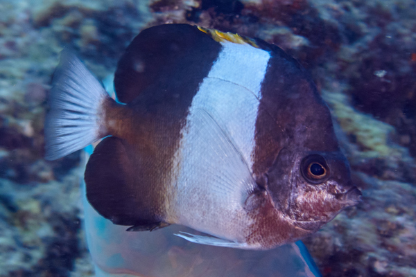 Butterflyfish - Brown-and-white Butterflyfish