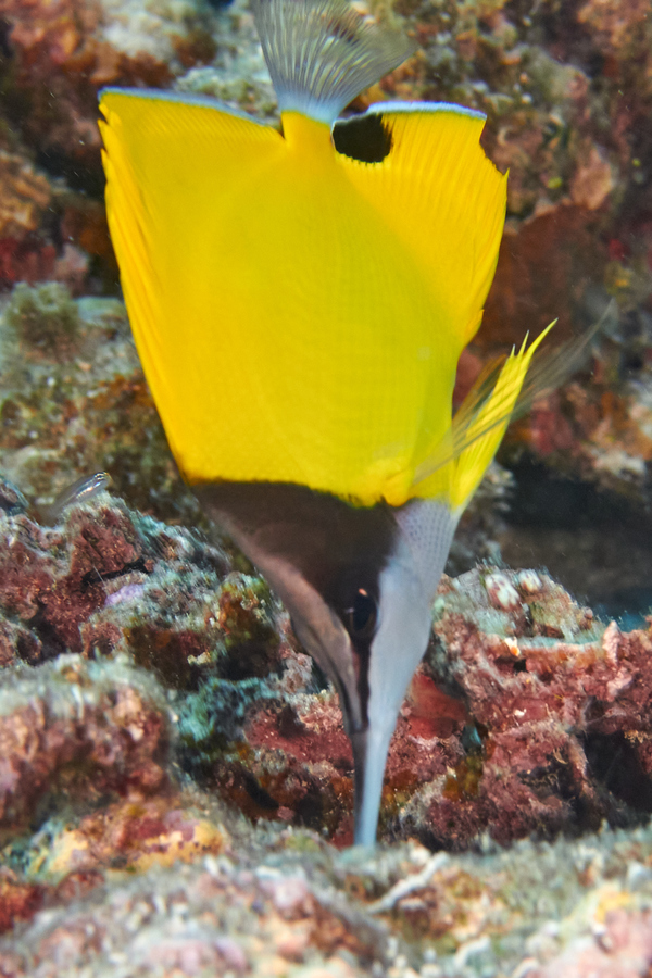 Butterflyfish - Big Longnose Butterflyfish