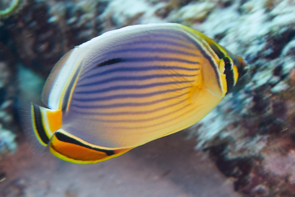 Butterflyfish - Melon butterflyfish