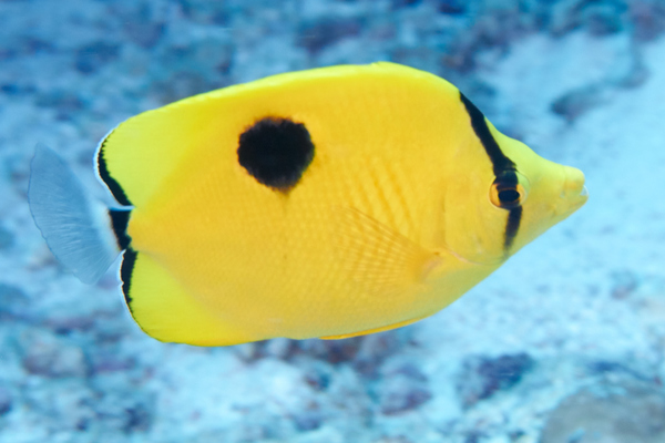 Butterflyfish - Indian Teardrop Butterflyfish