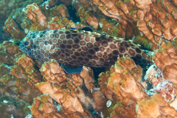 Groupers - Snubnose Grouper