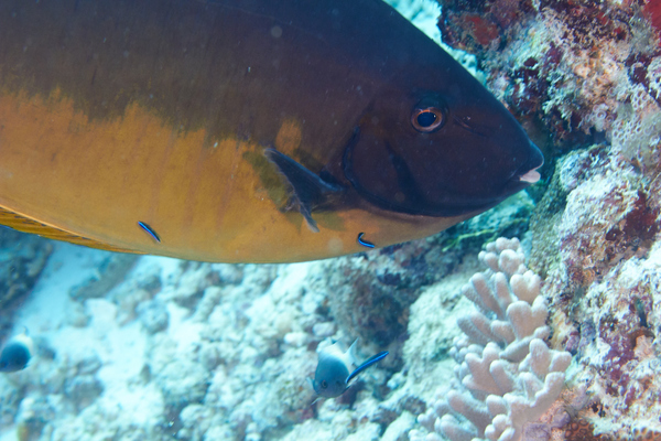 Surgeonfish - Sleek Unicornfish