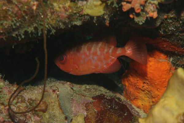 Bigeyes - Glasseye Snapper