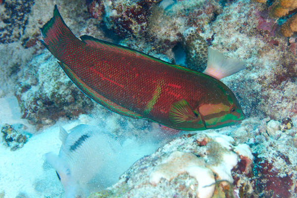 Wrasse - African Sand Wrasse