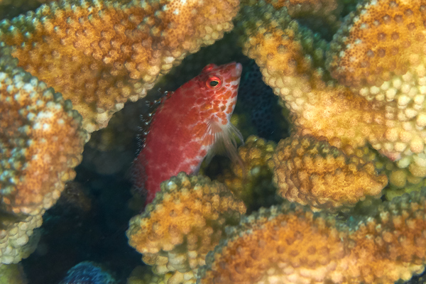 Hawkfish - Pixy Hawkfish