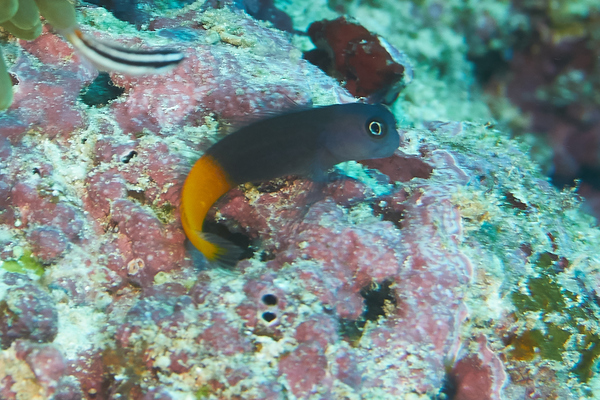 Blennies - Bicolor Combtooth Blenny