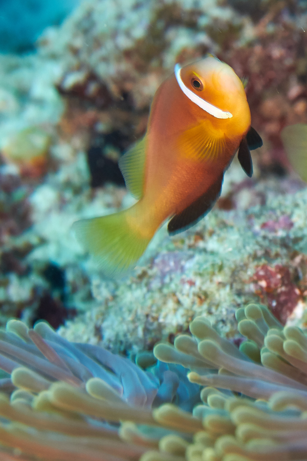 Damselfish - Maldives Anemonefish