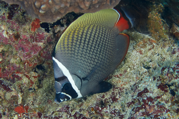 Butterflyfish - White Collar Butterflyfish