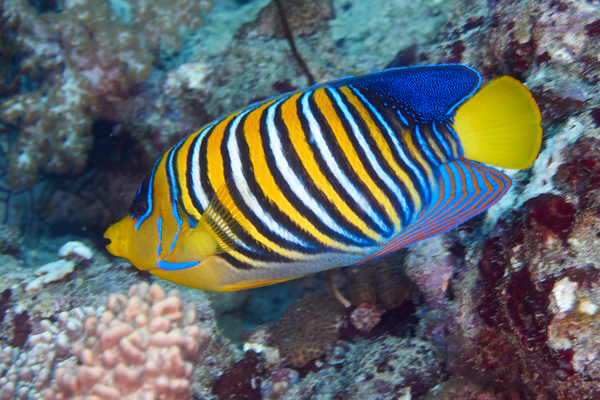 Angelfish - Royal Angelfish