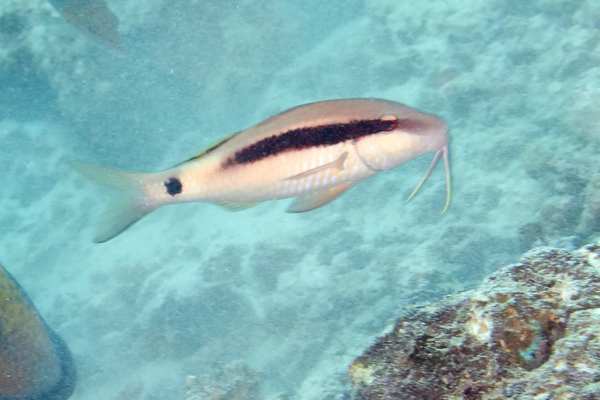 Goatfish - Longbarbel Goatfish