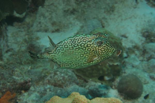 Trunkfish - Honeycomb Cowfish