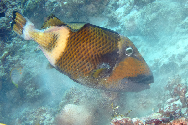 Triggerfish - Titan Triggerfish