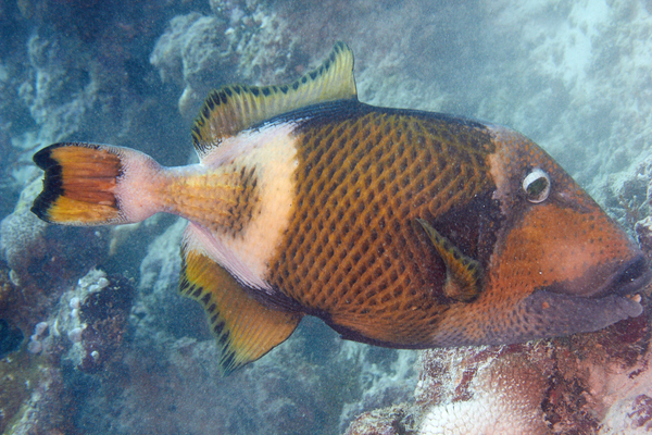 Triggerfish - Titan Triggerfish