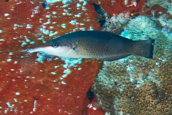 Wrasse - Bird Wrasse