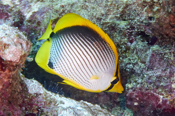 Butterflyfish - Black Backed Butterflyfish