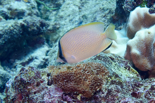 Butterflyfish - Speckled Butterflyfish