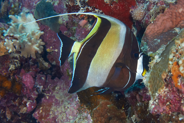 Surgeonfish - Moorish Idol