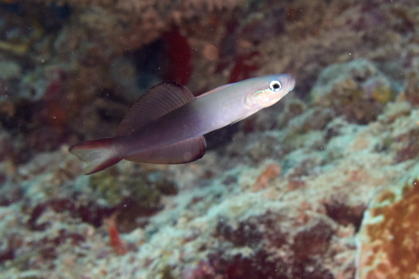 Dartfish - Blackfin Dartfish