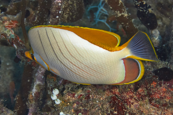 Butterflyfish - Yellowhead Butterflyfish