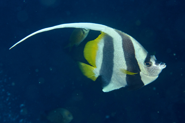 Butterflyfish - Longfin Bannerfish