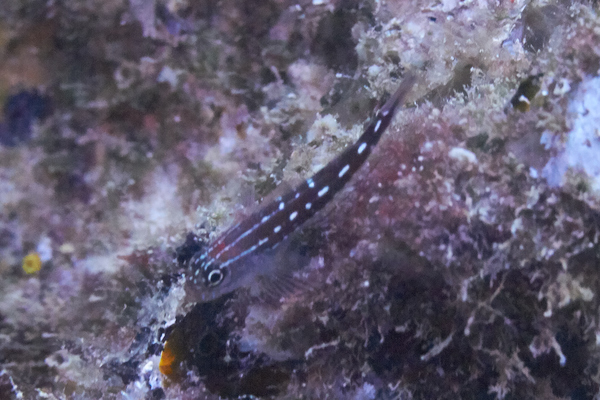 Gobies - Sebree's goby Gobies - Sebree's goby