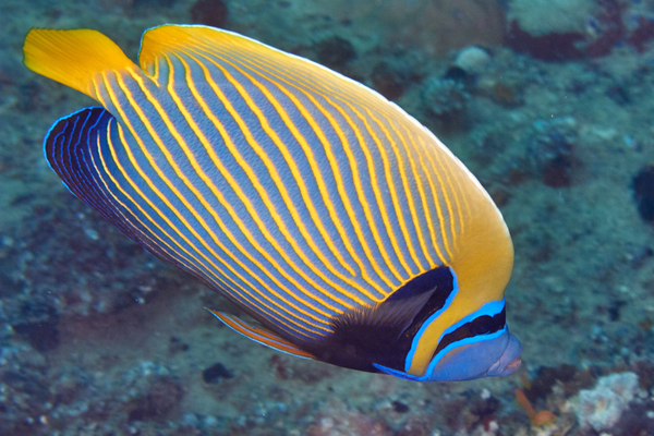 Angelfish - Emperor Angelfish