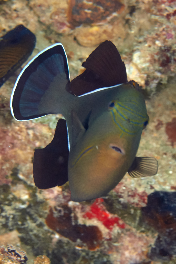 Triggerfish - Indian Triggerfish