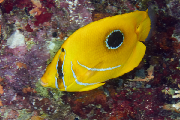 Butterflyfish - Bluelashed butterflyfish