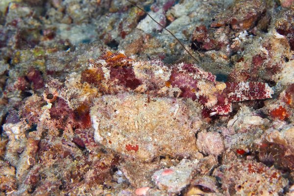 Scorpionfish - Tassled Scorpionfish