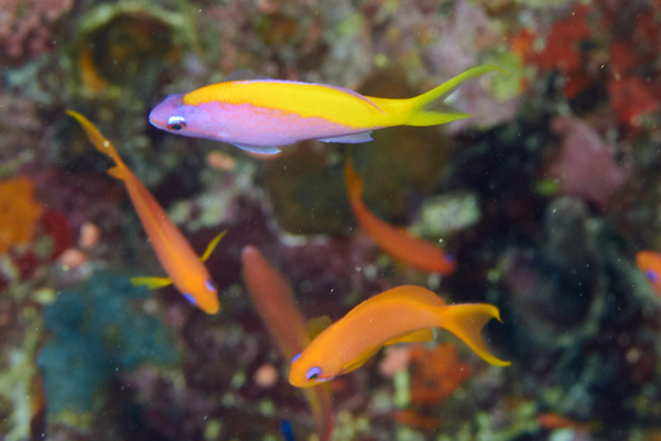 Basslets - Yellowback Anthias