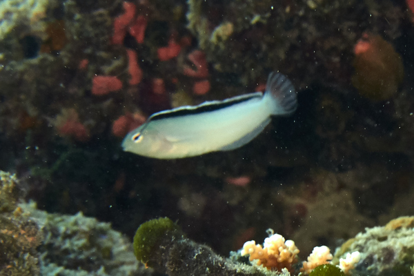 Blennies - Smith's Venomous Blenny