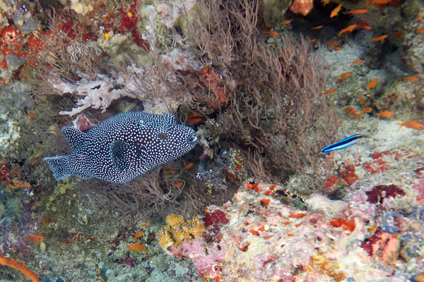 Pufferfish - Guineafowl Puffer