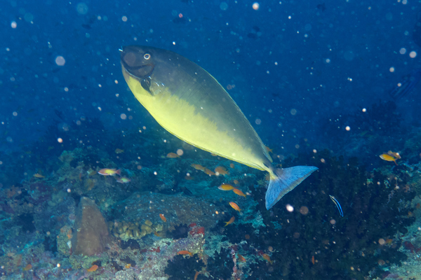 Surgeonfish - Sleek Unicornfish