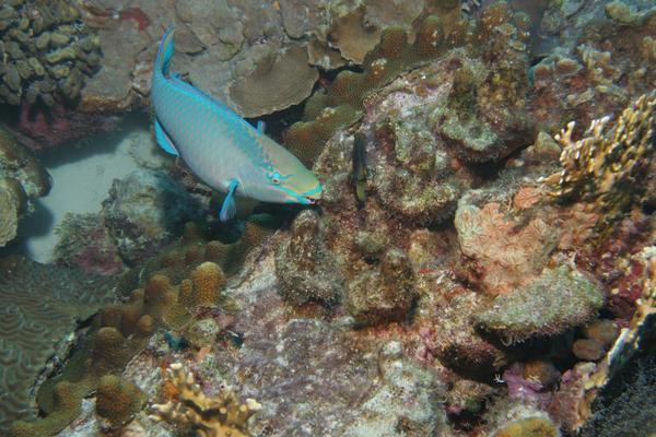 Parrotfish - Queen Parrotfish