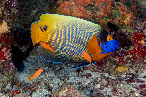 Angelfish - Blue-faced Angelfish