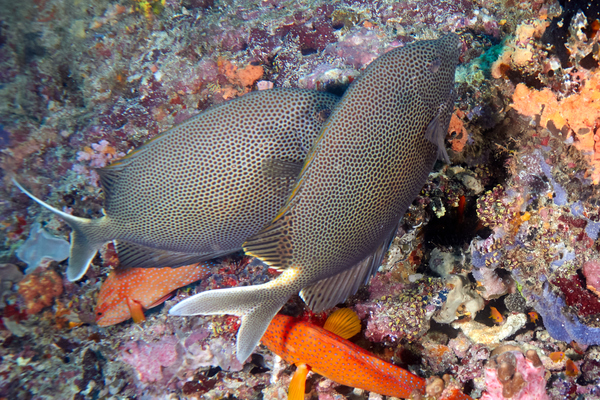 Rabbitfish - Stellate Rabbitfish