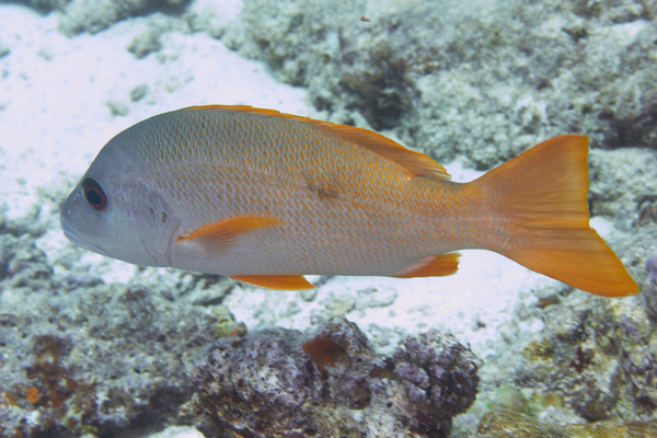 Snappers - One-spot Snapper