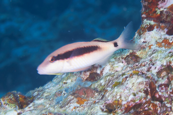 Goatfish - Longbarbel Goatfish