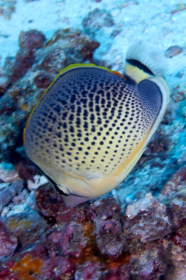 Butterflyfish - Peppered butterflyfish