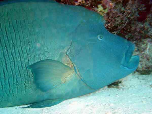 Wrasse - Humphead Wrasse