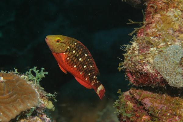 Parrotfish - Stoplight Parrotfish