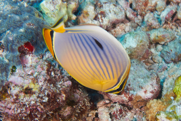 Butterflyfish - Melon butterflyfish