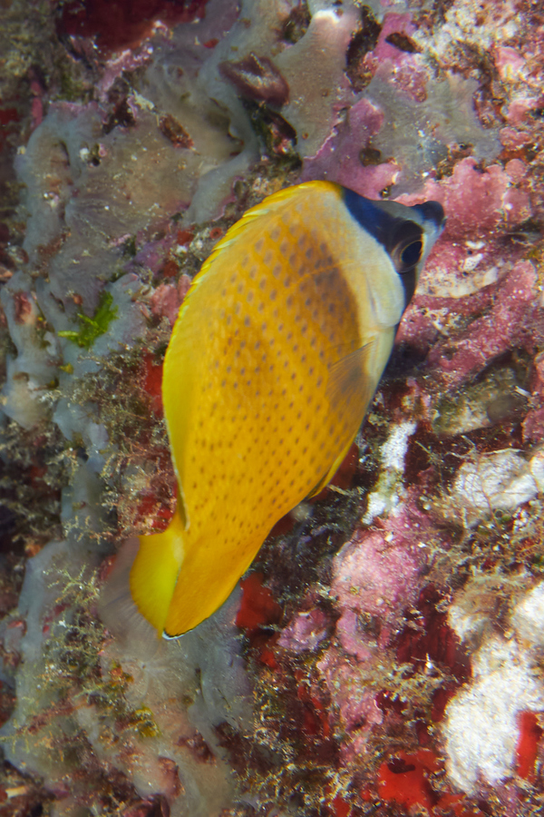 Butterflyfish - Sunburst butterflyfish