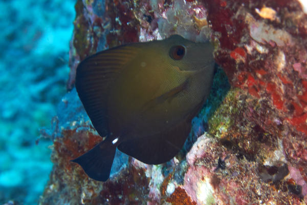 Surgeonfish - Brushtail tang