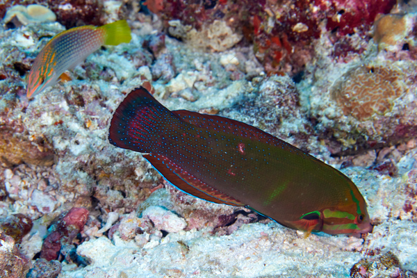 Wrasse - African Sand Wrasse